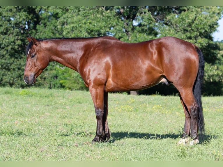 American Quarter Horse Castrone 7 Anni 152 cm Baio ciliegia in Guy