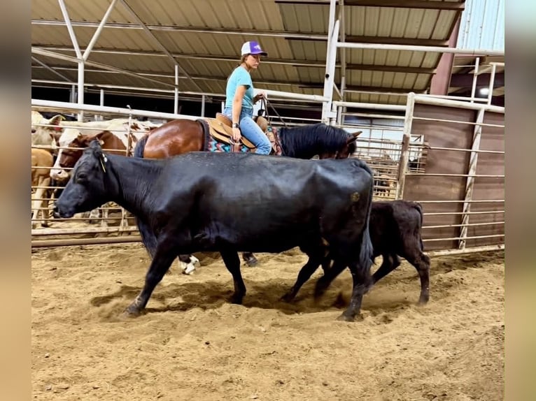 American Quarter Horse Castrone 7 Anni 152 cm Baio ciliegia in Guy