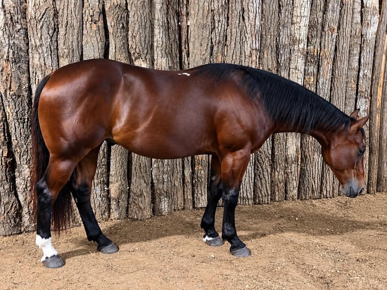 American Quarter Horse Castrone 7 Anni 152 cm Baio ciliegia in Lisbon