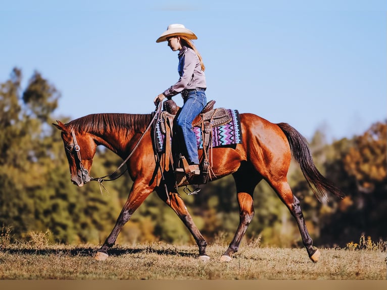 American Quarter Horse Castrone 7 Anni 152 cm Baio ciliegia in Charlotte