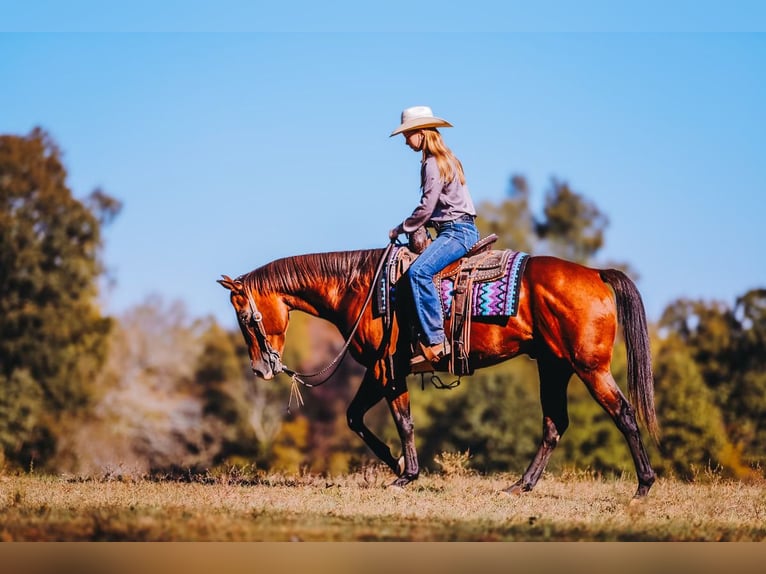 American Quarter Horse Castrone 7 Anni 152 cm Baio ciliegia in Charlotte