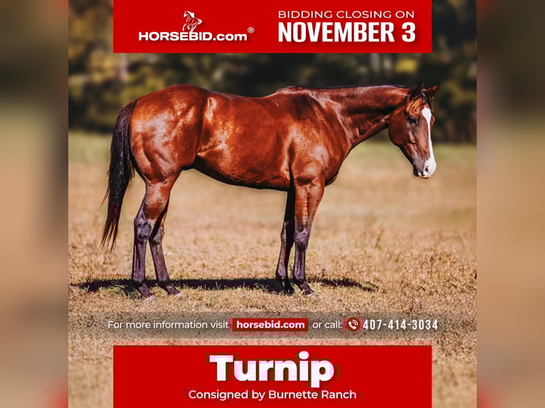 American Quarter Horse Castrone 7 Anni 152 cm Baio ciliegia in Charlotte