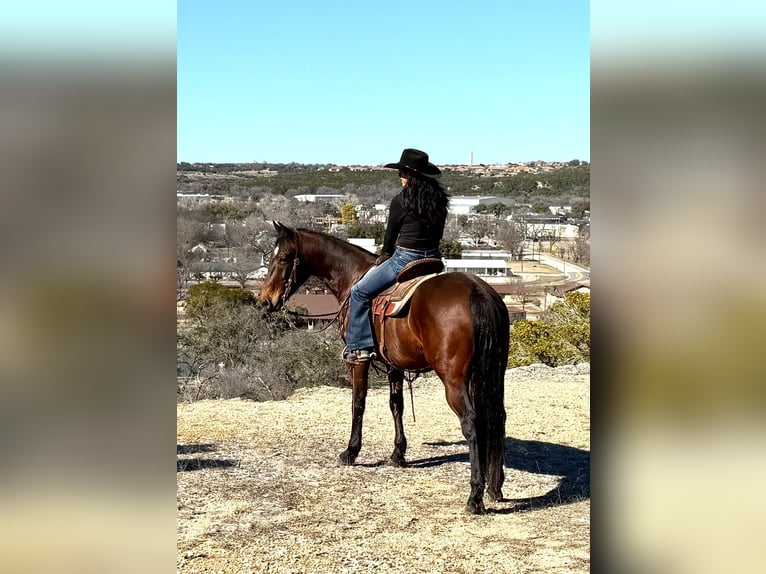 American Quarter Horse Castrone 7 Anni 152 cm Baio ciliegia in Weatherford, TX