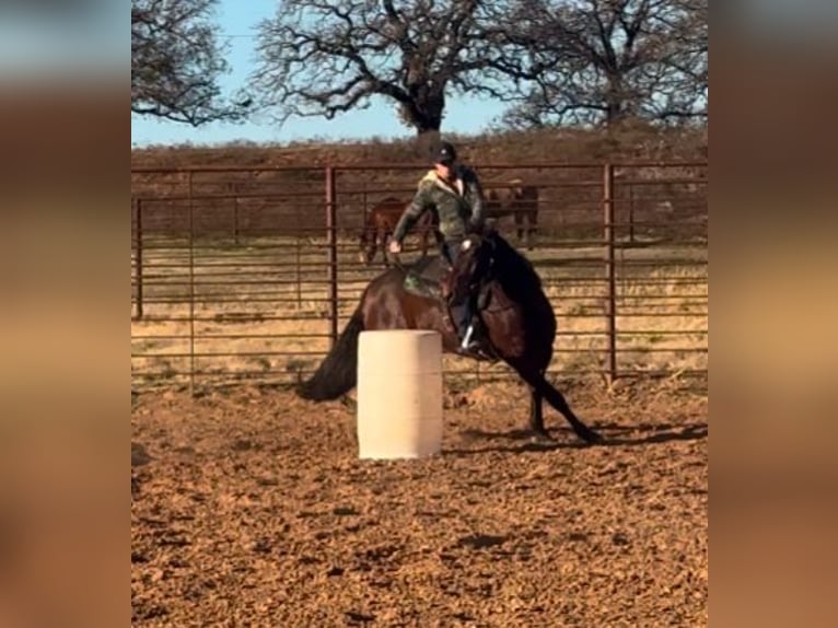 American Quarter Horse Castrone 7 Anni 152 cm Baio ciliegia in Weatherford, TX