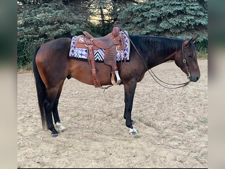 American Quarter Horse Castrone 7 Anni 152 cm Baio ciliegia in Floyd IA