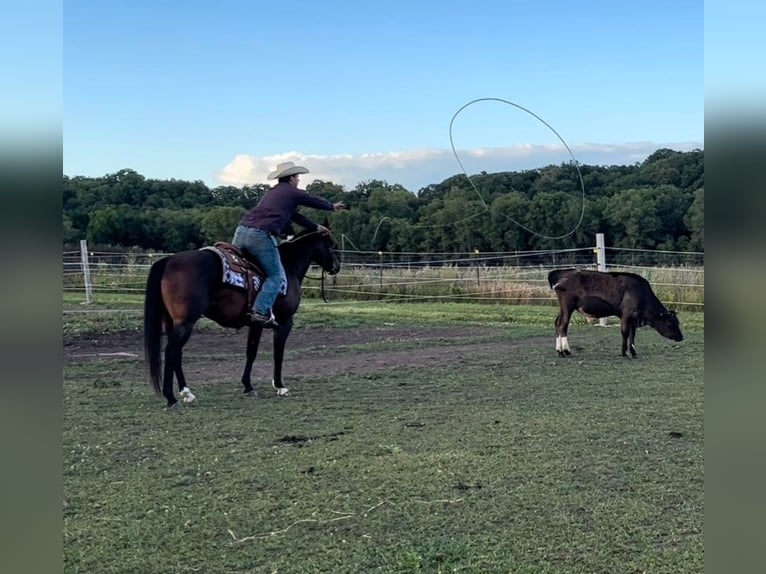 American Quarter Horse Castrone 7 Anni 152 cm Baio ciliegia in Floyd IA