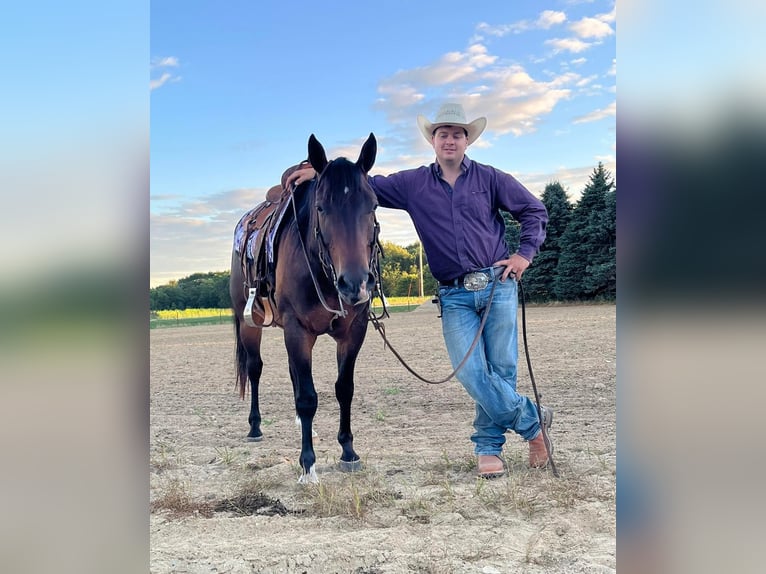 American Quarter Horse Castrone 7 Anni 152 cm Baio ciliegia in Floyd IA