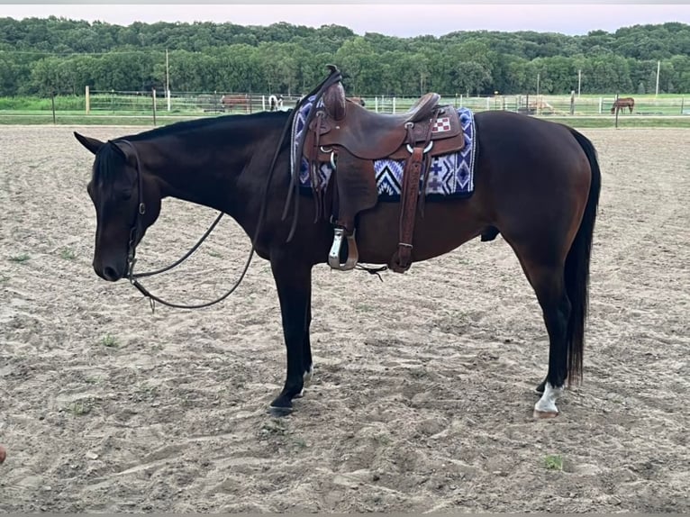 American Quarter Horse Castrone 7 Anni 152 cm Baio ciliegia in Floyd IA