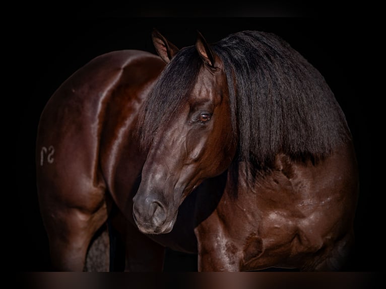 American Quarter Horse Castrone 7 Anni 152 cm Baio in Canyon, TX