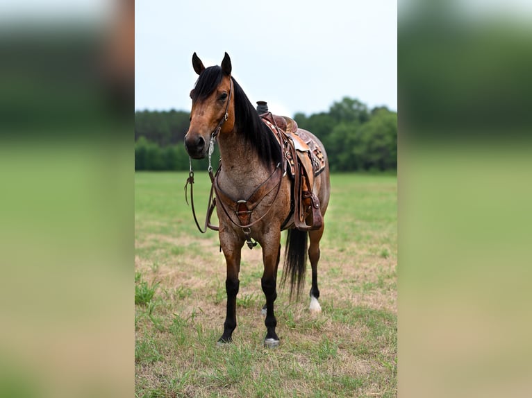 American Quarter Horse Castrone 7 Anni 152 cm Baio roano in Baldwyn, MS