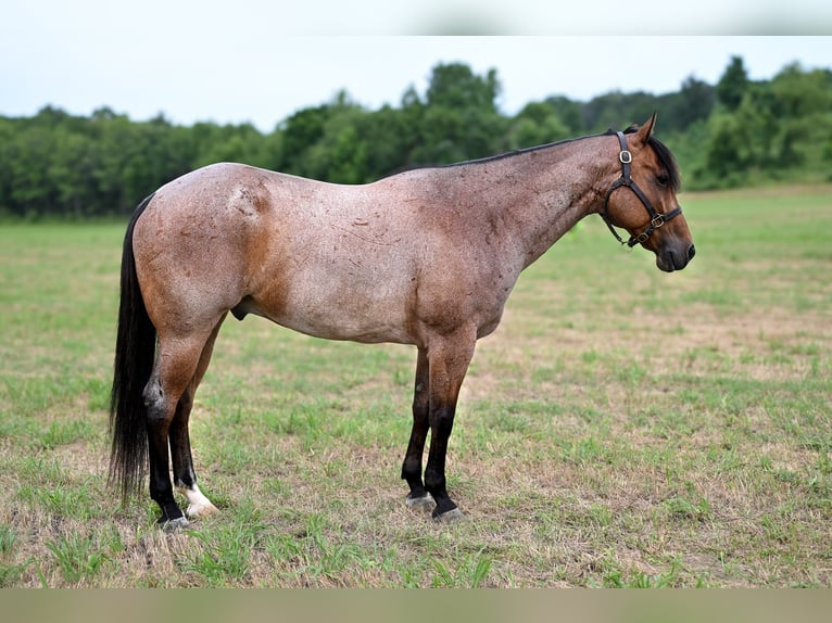 American Quarter Horse Castrone 7 Anni 152 cm Baio roano in Baldwyn, MS