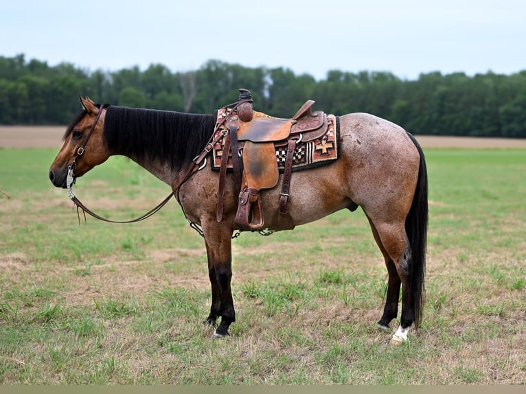 American Quarter Horse Castrone 7 Anni 152 cm Baio roano in Baldwyn, MS