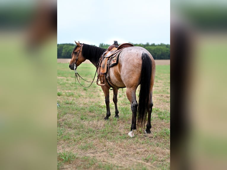 American Quarter Horse Castrone 7 Anni 152 cm Baio roano in Baldwyn, MS