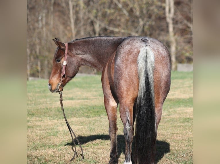 American Quarter Horse Castrone 7 Anni 152 cm Baio roano in Brodhead KY