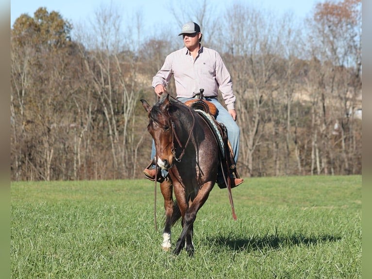 American Quarter Horse Castrone 7 Anni 152 cm Baio roano in Brodhead KY