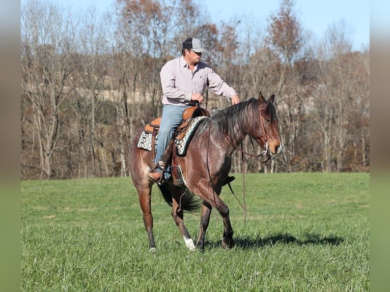 American Quarter Horse Castrone 7 Anni 152 cm Baio roano in Brodhead KY