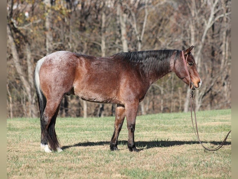 American Quarter Horse Castrone 7 Anni 152 cm Baio roano in Brodhead KY