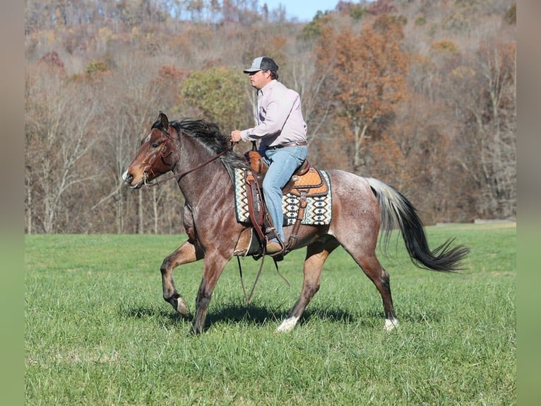 American Quarter Horse Castrone 7 Anni 152 cm Baio roano in Brodhead KY