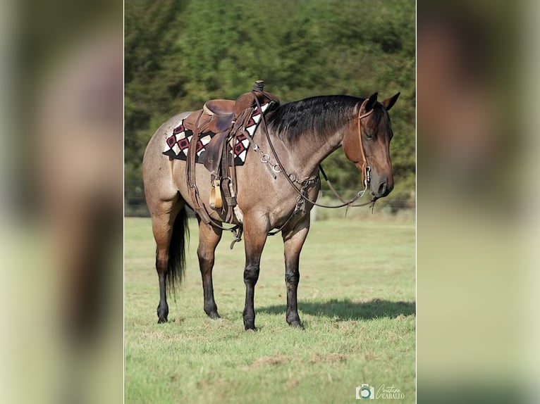 American Quarter Horse Castrone 7 Anni 152 cm Baio roano in Waterford, CA