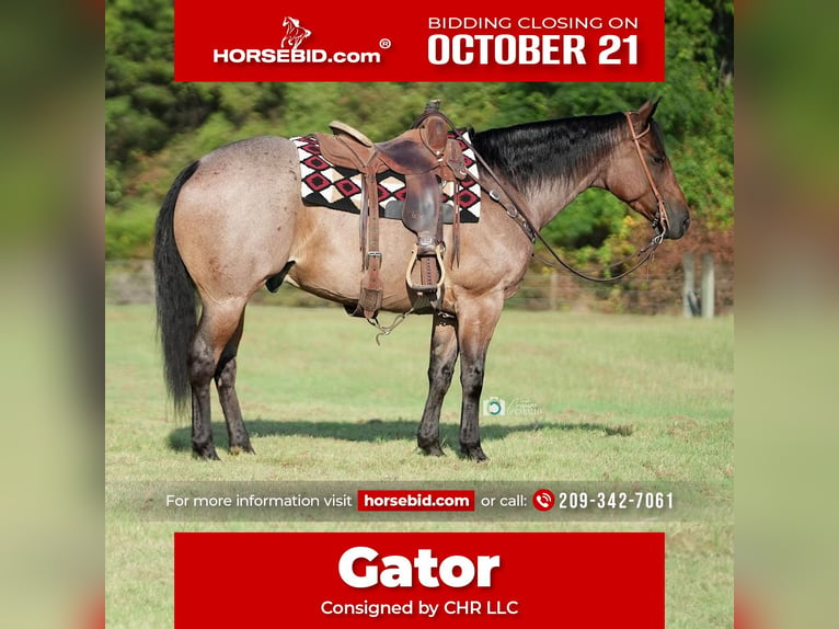 American Quarter Horse Castrone 7 Anni 152 cm Baio roano in Waterford, CA