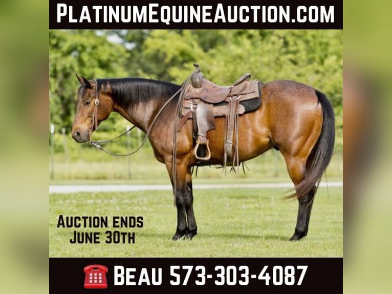 American Quarter Horse Castrone 7 Anni 152 cm Baio roano in CANYON, TX