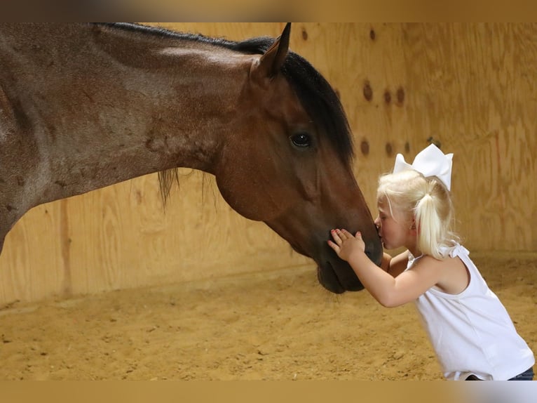 American Quarter Horse Castrone 7 Anni 152 cm Baio roano in Baldwyn, MS