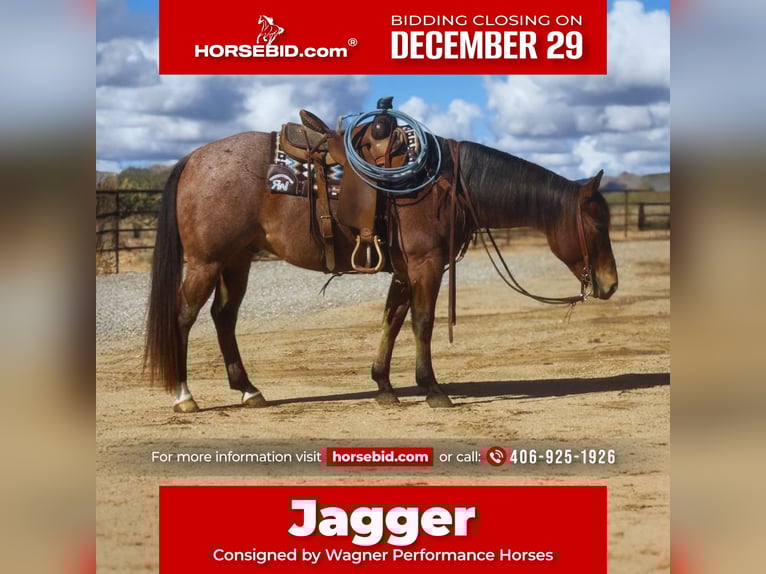 American Quarter Horse Castrone 7 Anni 152 cm Baio roano in Congress