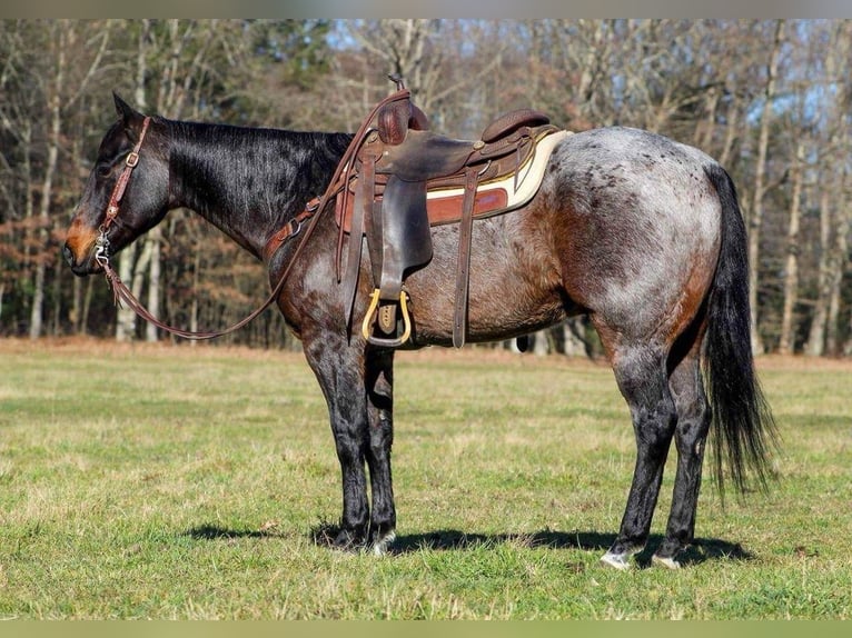 American Quarter Horse Mix Castrone 7 Anni 152 cm Baio roano in Rebersburg, PA