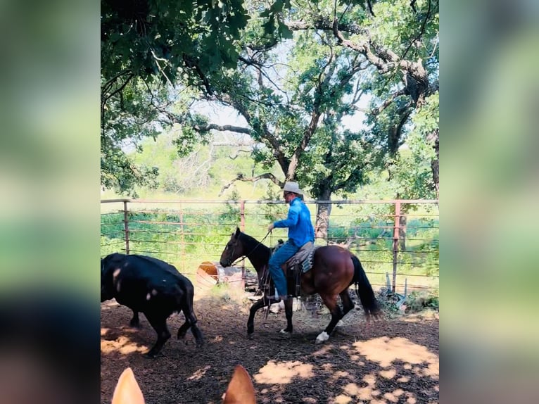 American Quarter Horse Castrone 7 Anni 152 cm Baio scuro in Graham TX