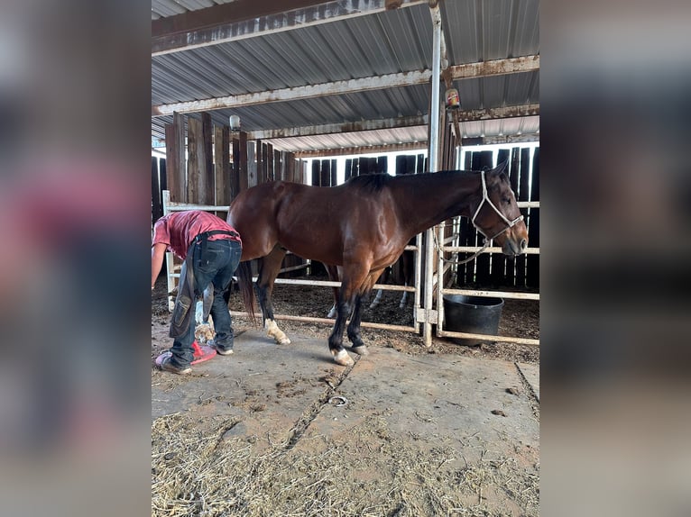 American Quarter Horse Castrone 7 Anni 152 cm Baio scuro in Graham TX