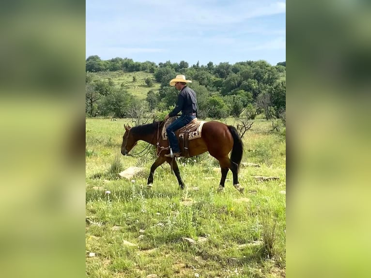 American Quarter Horse Castrone 7 Anni 152 cm Baio scuro in Graham TX