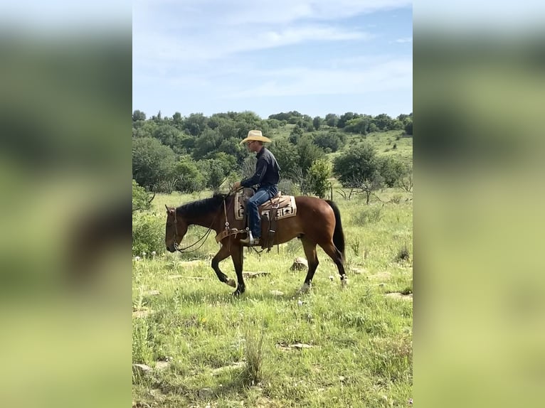 American Quarter Horse Castrone 7 Anni 152 cm Baio scuro in Graham TX