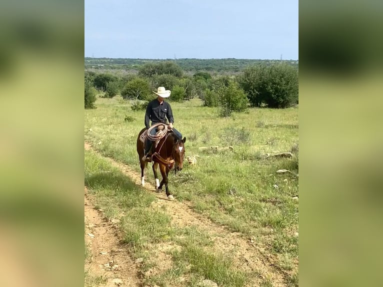 American Quarter Horse Castrone 7 Anni 152 cm Baio scuro in Graham TX