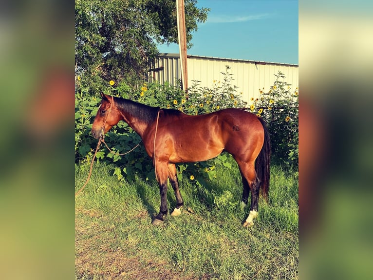 American Quarter Horse Castrone 7 Anni 152 cm Baio scuro in Graham TX