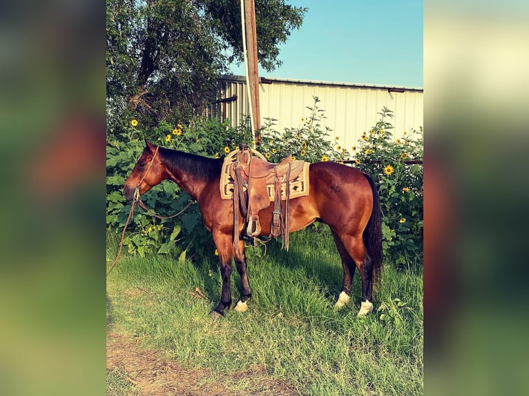 American Quarter Horse Castrone 7 Anni 152 cm Baio scuro in Graham TX