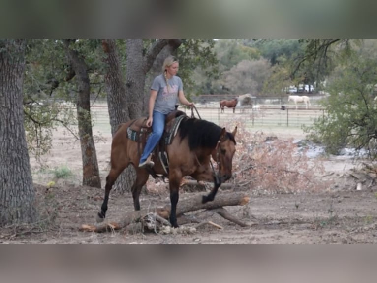 American Quarter Horse Castrone 7 Anni 152 cm Falbo in Graham, TX
