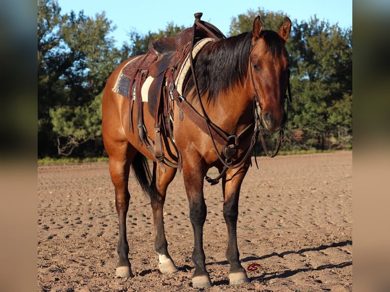 American Quarter Horse Castrone 7 Anni 152 cm Falbo in Graham, TX