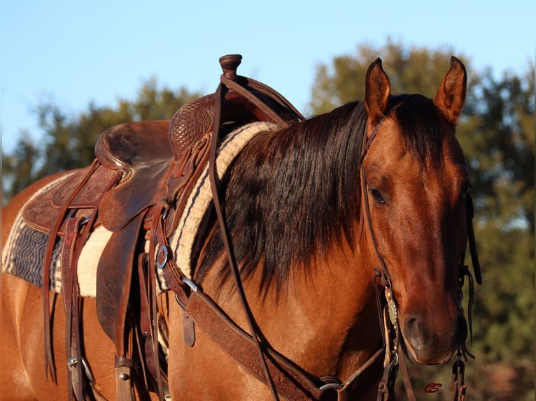 American Quarter Horse Castrone 7 Anni 152 cm Falbo in Graham TX