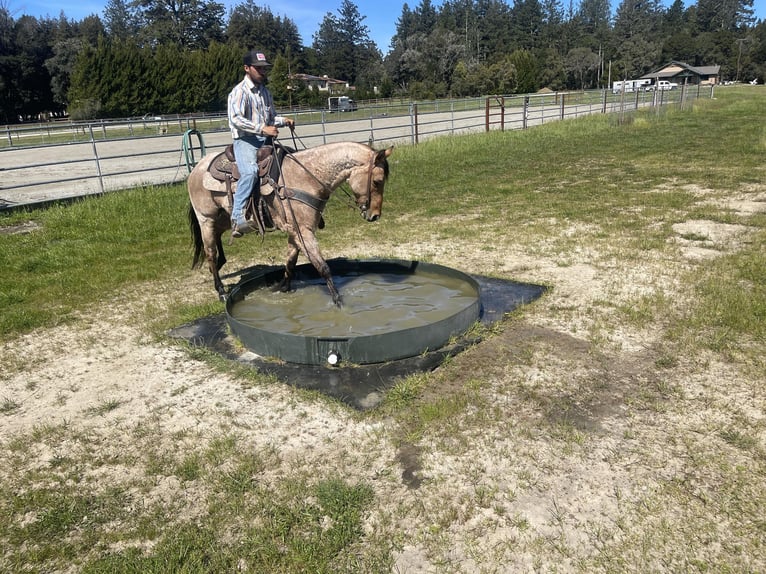 American Quarter Horse Castrone 7 Anni 152 cm Falbo in Paicines CA
