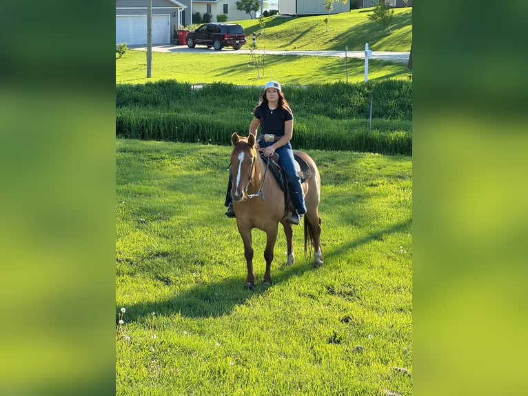 American Quarter Horse Castrone 7 Anni 152 cm Falbo in Princeton MO