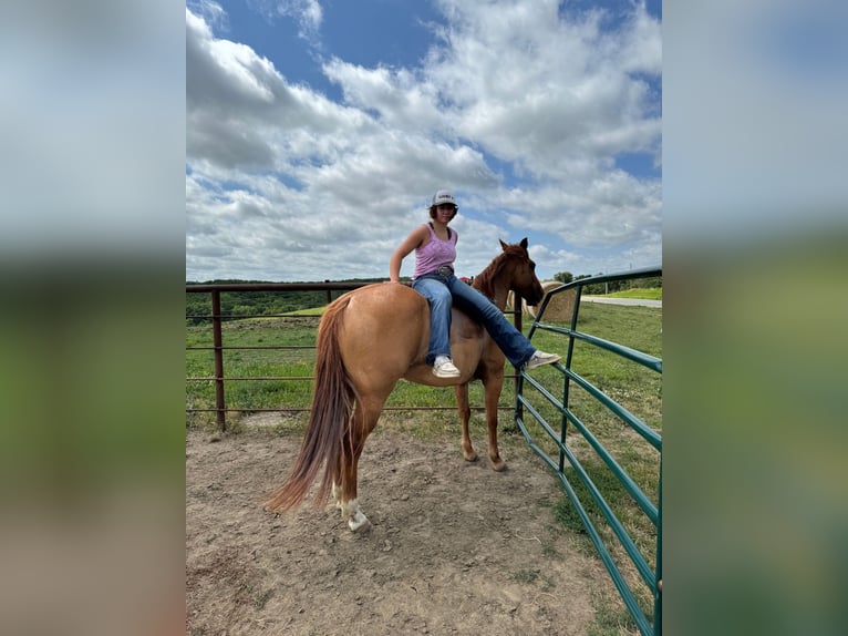 American Quarter Horse Castrone 7 Anni 152 cm Falbo in Princeton MO