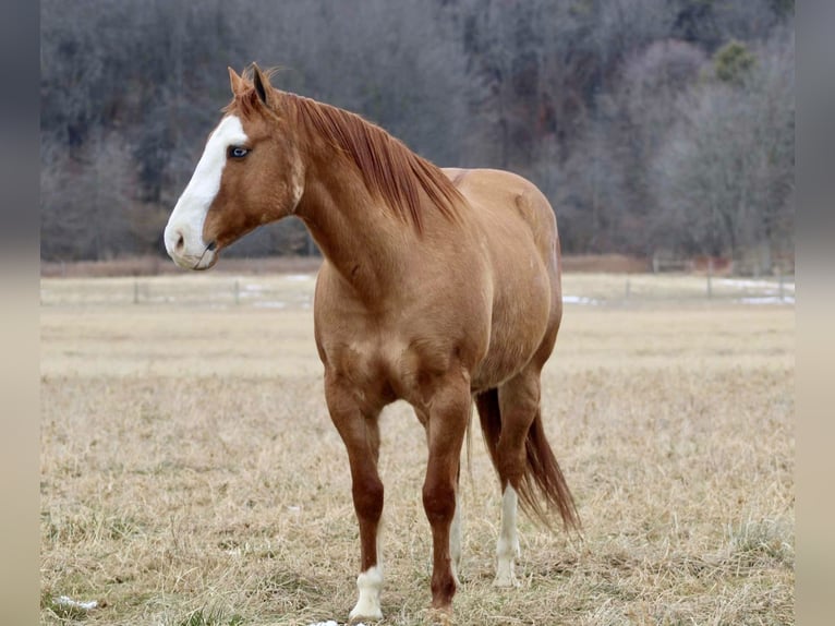 American Quarter Horse Castrone 7 Anni 152 cm Falbo in Beaver Springs, PA