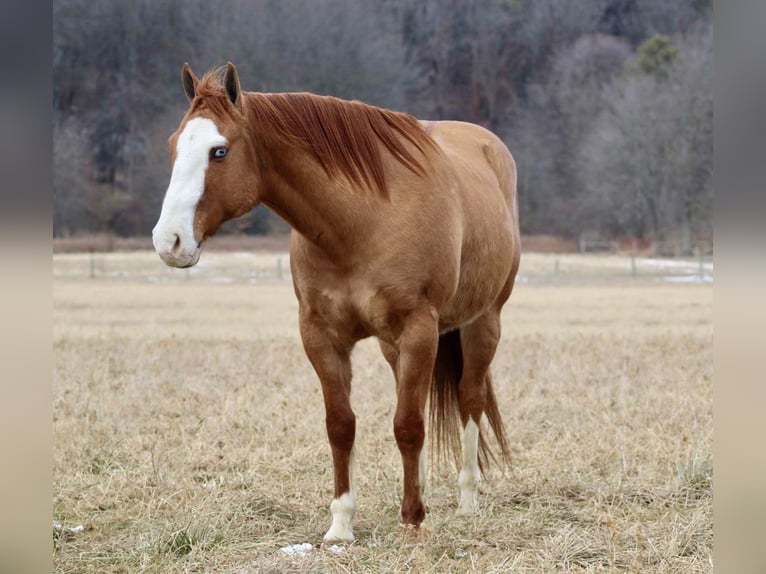 American Quarter Horse Castrone 7 Anni 152 cm Falbo in Beaver Springs, PA