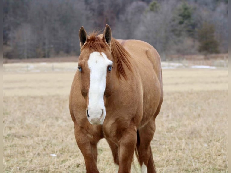 American Quarter Horse Castrone 7 Anni 152 cm Falbo in Beaver Springs, PA