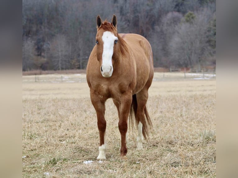 American Quarter Horse Castrone 7 Anni 152 cm Falbo in Beaver Springs, PA