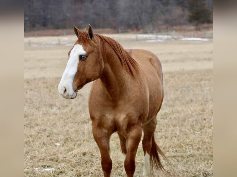 American Quarter Horse Castrone 7 Anni 152 cm Falbo in Beaver Springs, PA