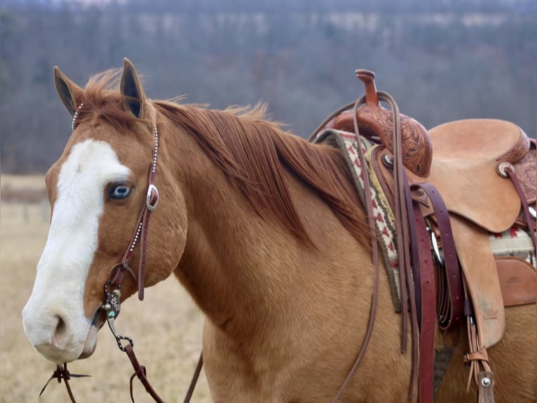 American Quarter Horse Castrone 7 Anni 152 cm Falbo in Beaver Springs, PA