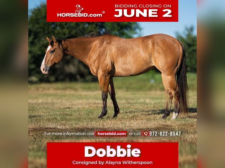 American Quarter Horse Castrone 7 Anni 152 cm Falbo in Canton, TX