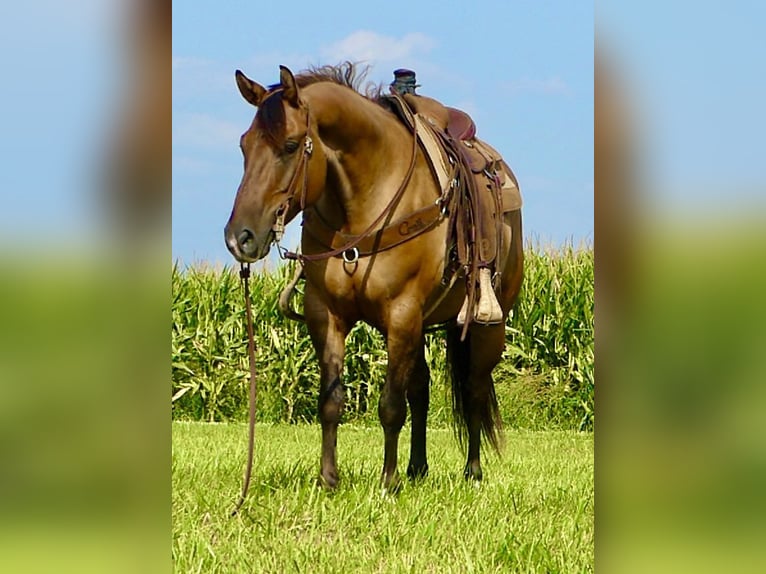 American Quarter Horse Castrone 7 Anni 152 cm Falbo in Joy, IL