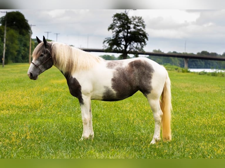 American Quarter Horse Castrone 7 Anni 152 cm Grigio in Middletown OH